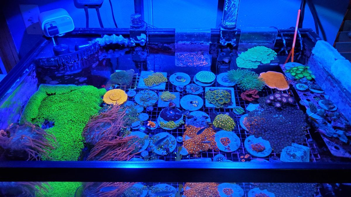 berghia nudibranchs for sale